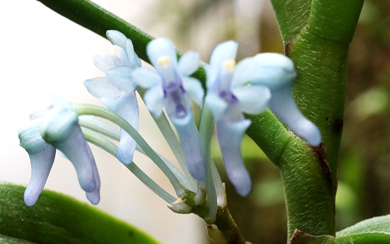 Cleisocentron gokusingii aff